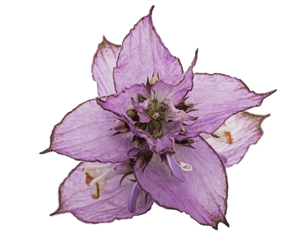 Clary Sage