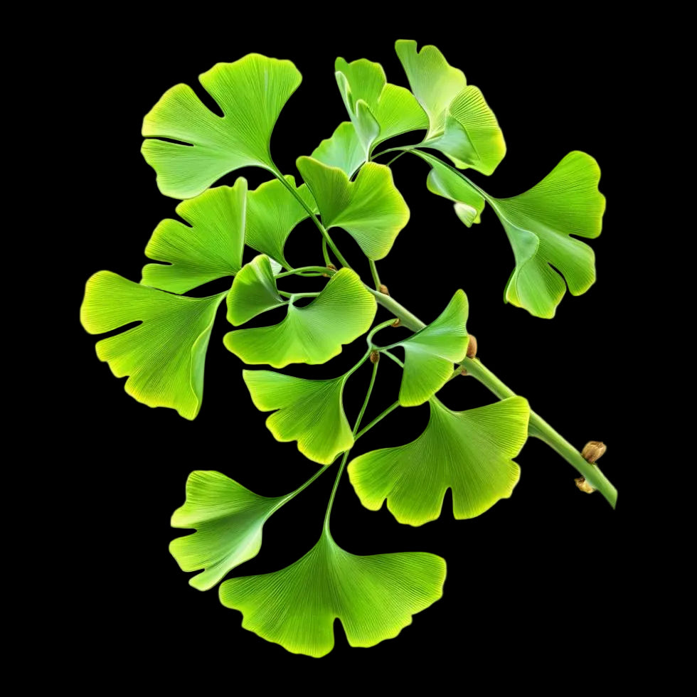 Galbanum