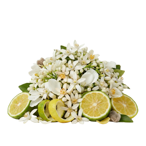 Neroli Oranger EDP - Olfactory Notes