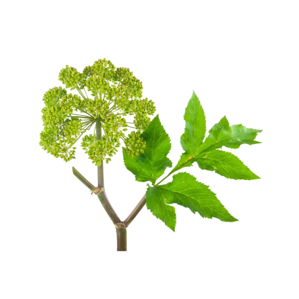 Angelica