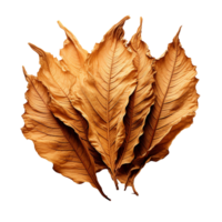 Tobacco