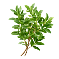 Thyme