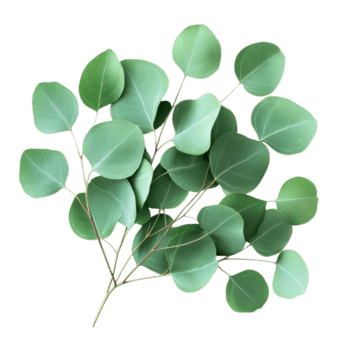 Eucalyptus