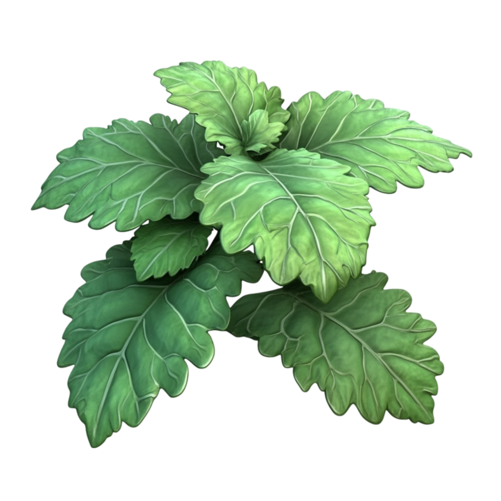 Patchouli