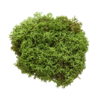 Oakmoss