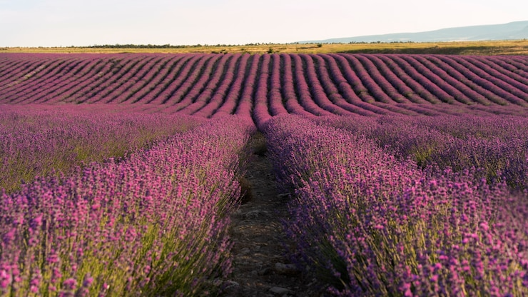 AROMATIC