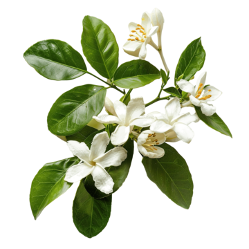 Neroli
