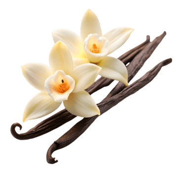 Vanilla