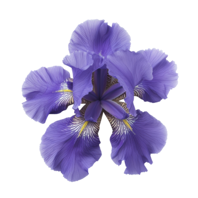 Iris