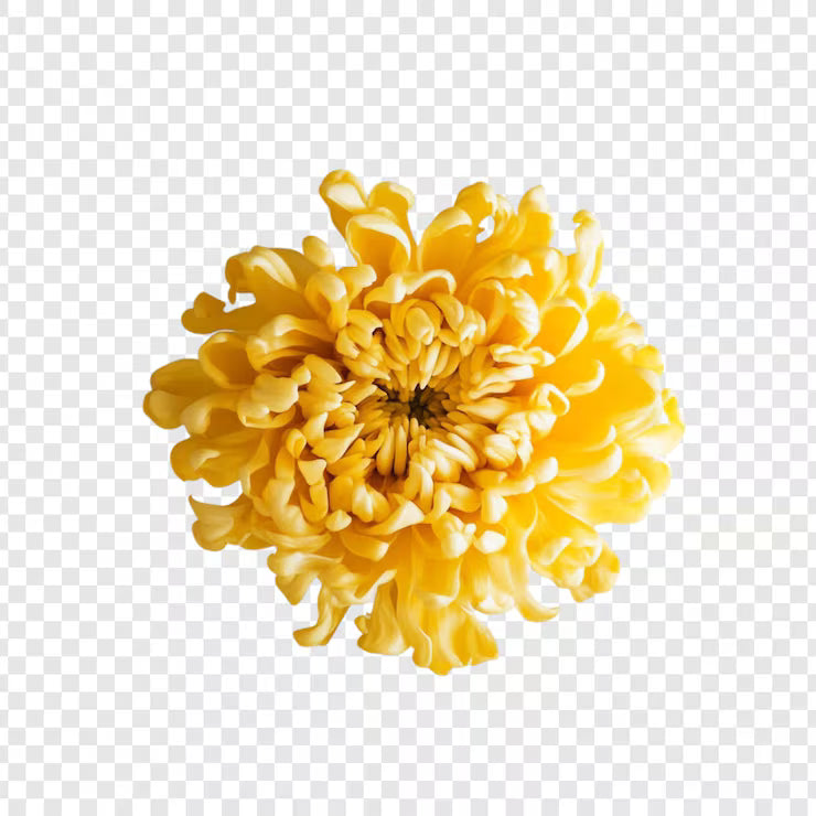 Immortelle
